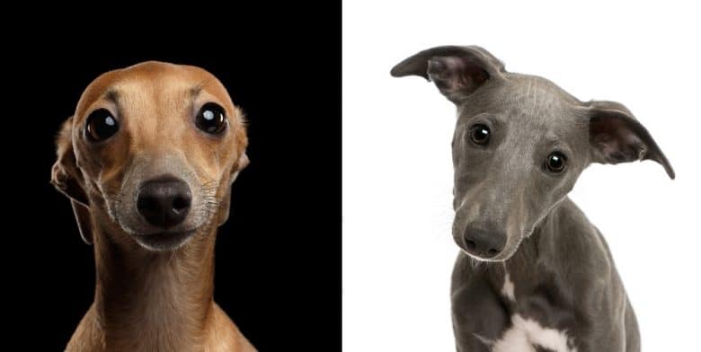 A young Whippet and Greyhound dog