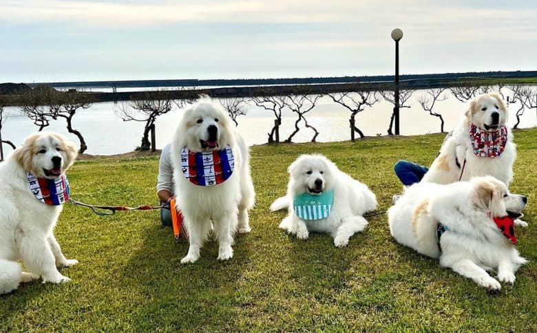 A group of Great Pyrenees dogs all wearing scarfs