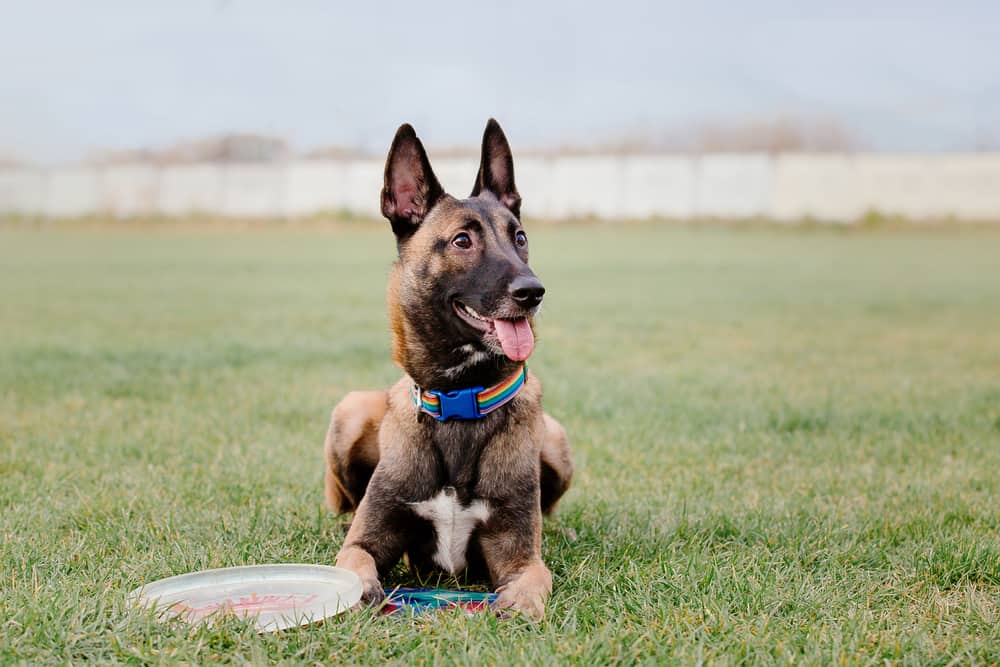 A happy Belgian Malinois during fetch training