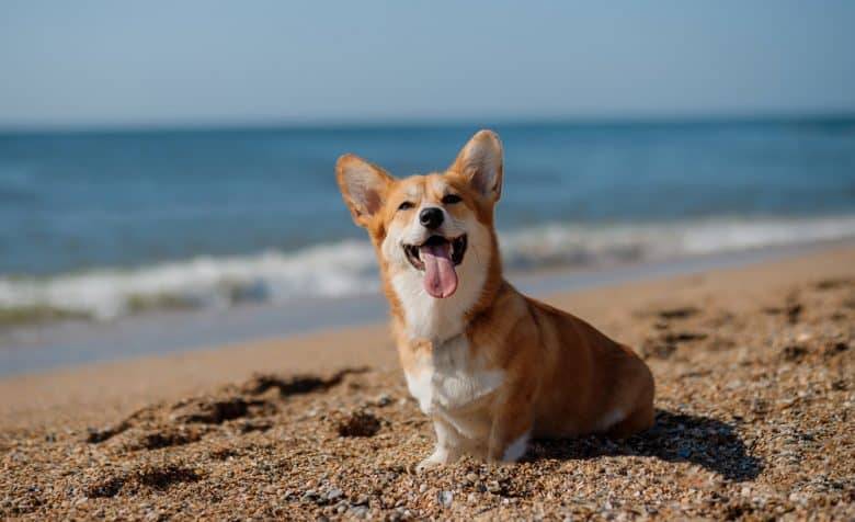 A happy Pembroke Welsh Corgi dog showing tongue