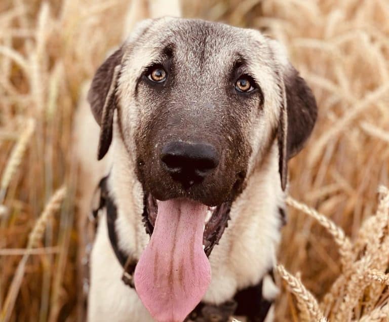Kangle Happy Kangal Dog Price: How Much is a Kangal Shepherd Puppy? - K9 Web