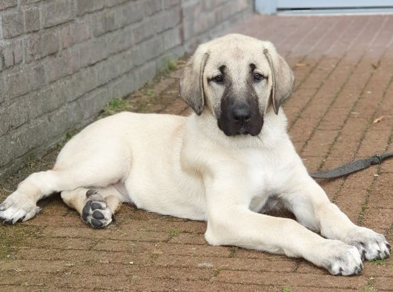 A Kangal puppy lying down on a brick floor