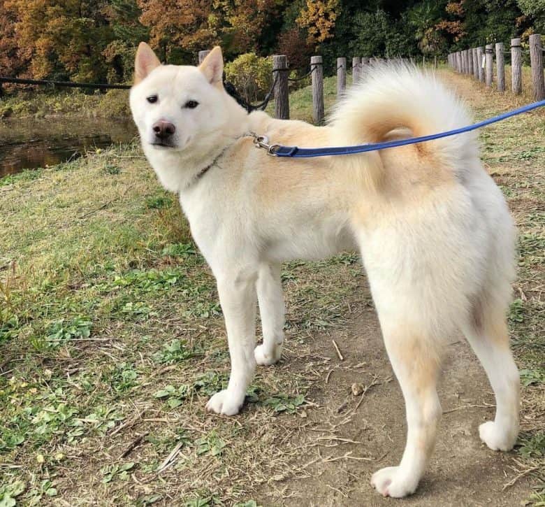 A leashed Hokkaido Dog