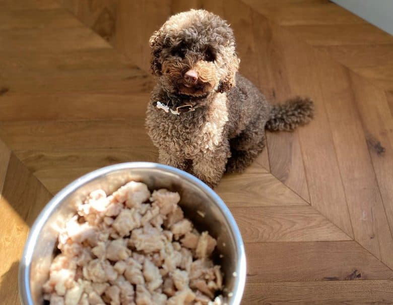 Hungry Poodle waiting for the meal