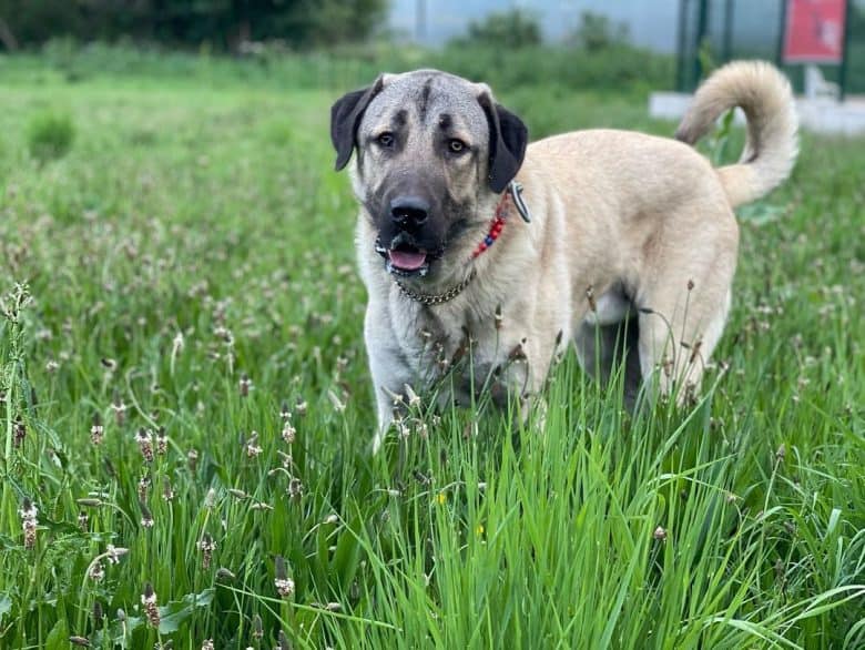 A Kangal dog in a field