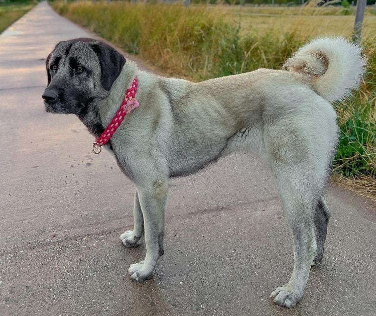 A Kangal standing on a paved path