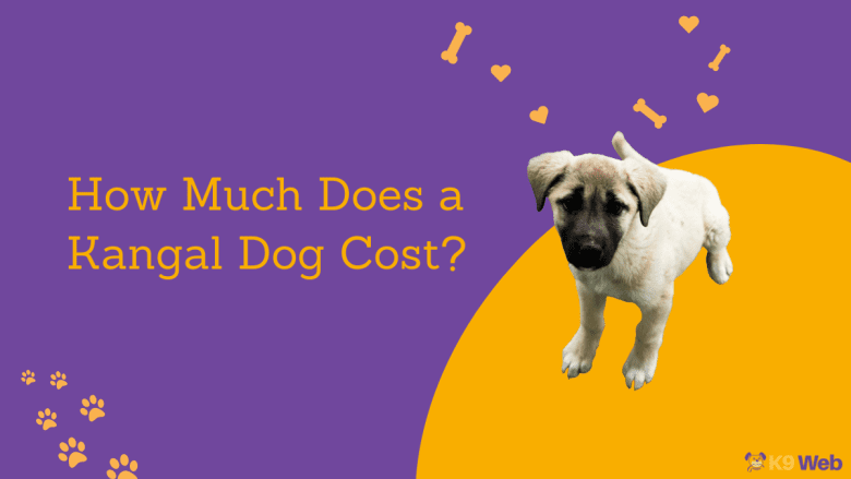 Kangal Dog Price Guide