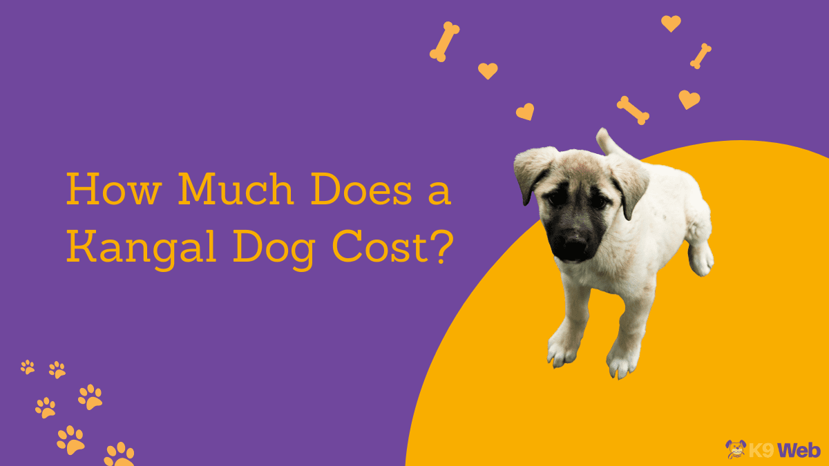 Kangal Dog Price Guide
