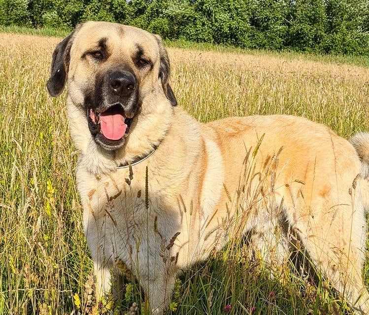 A Kangal standing in a field