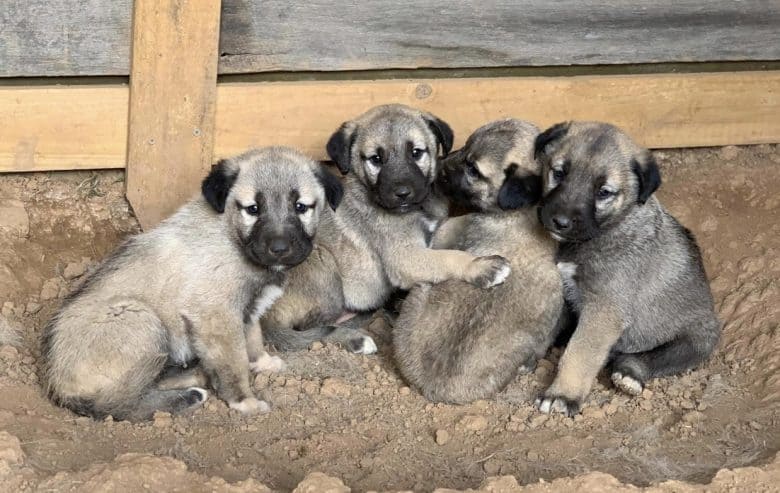 Four Kangal puppies