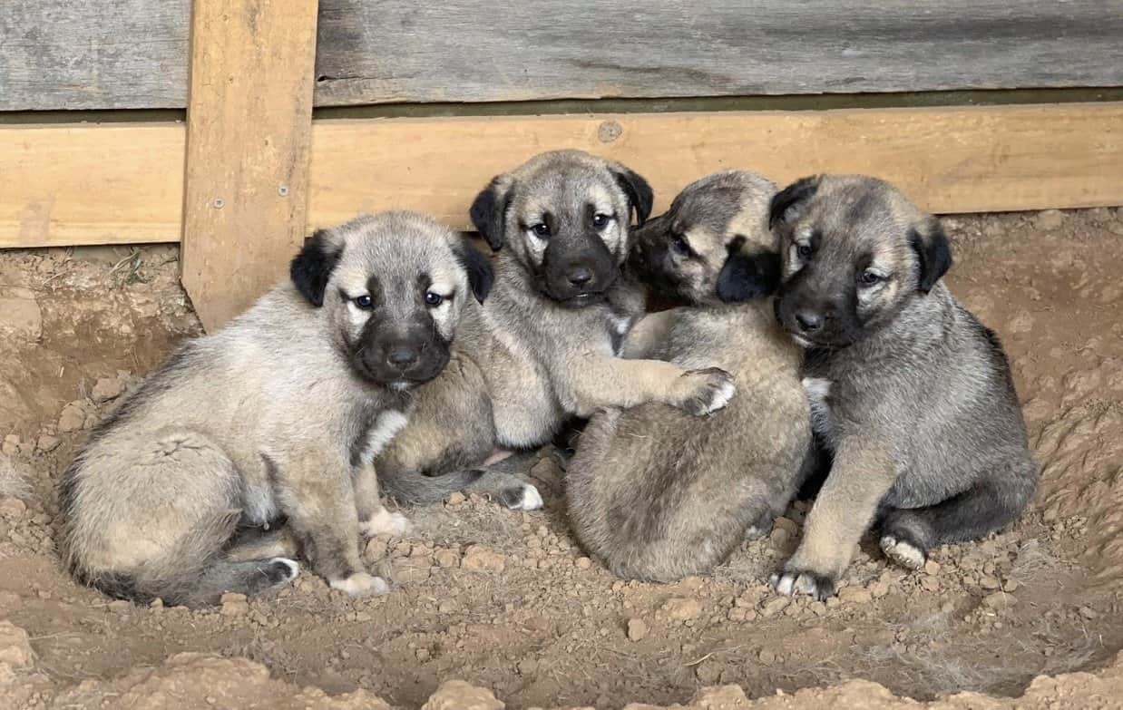Kangal Dog Price How Much is a Kangal Shepherd? K9 