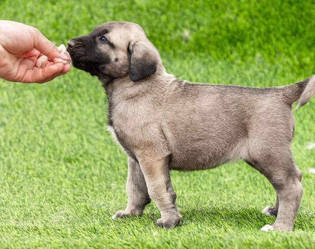 A Kangal puppy eating