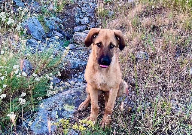 A Kangal puppy sticking its tongue out