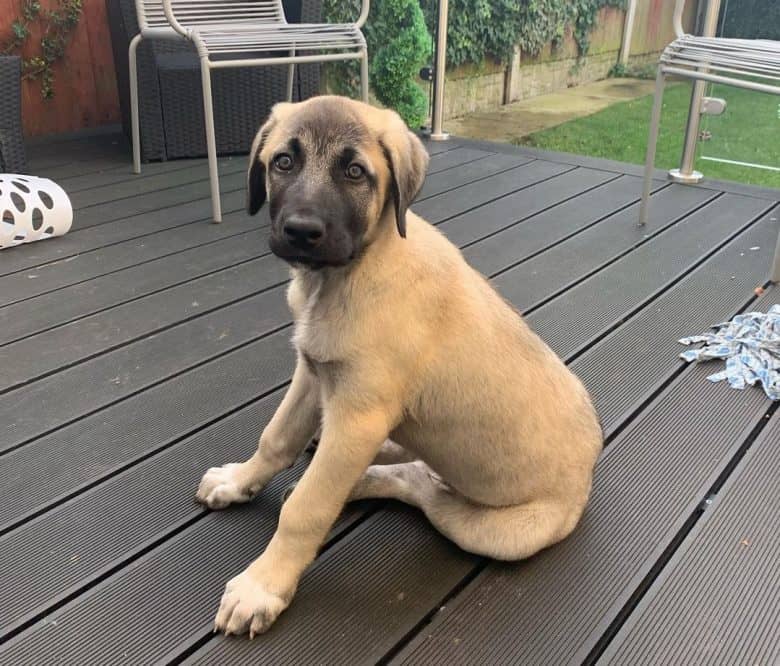 An 11-month-old Kangal puppy