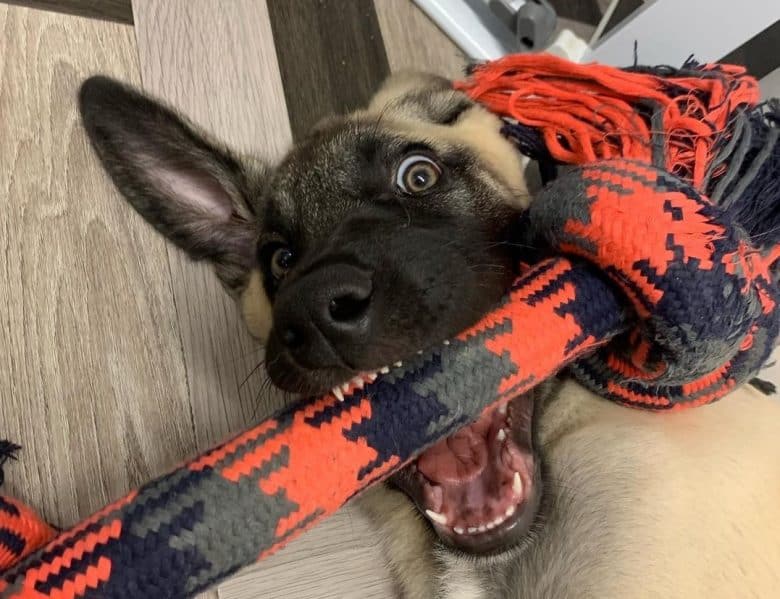 A Kangal puppy playing with a rope