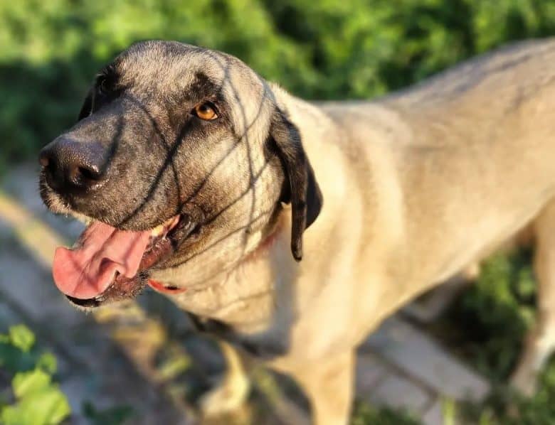 A Kangal looking up at its owner
