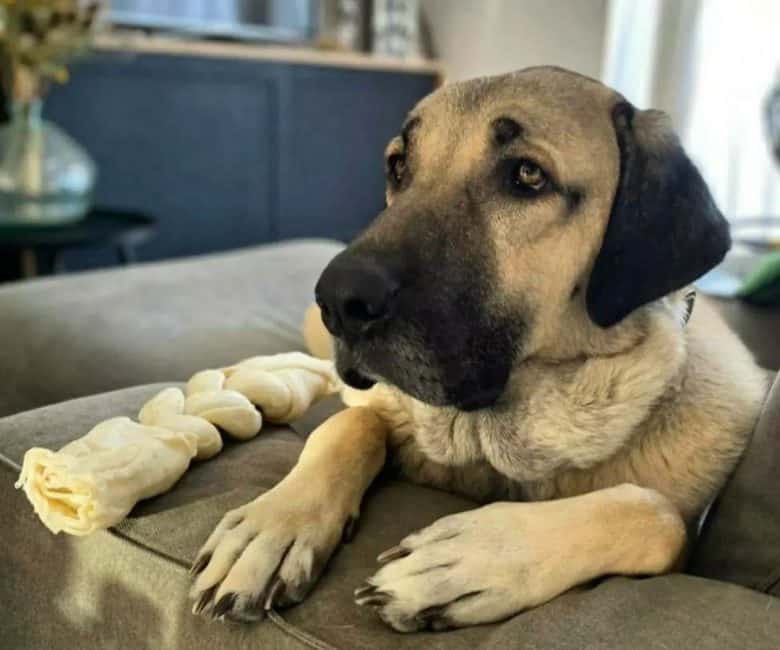 A Kangal with a toy