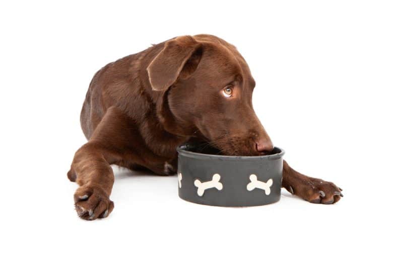 A Labrador Retriever puppy with dog food bowl