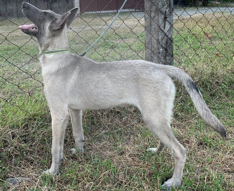 A liver Belgian Malinois dog