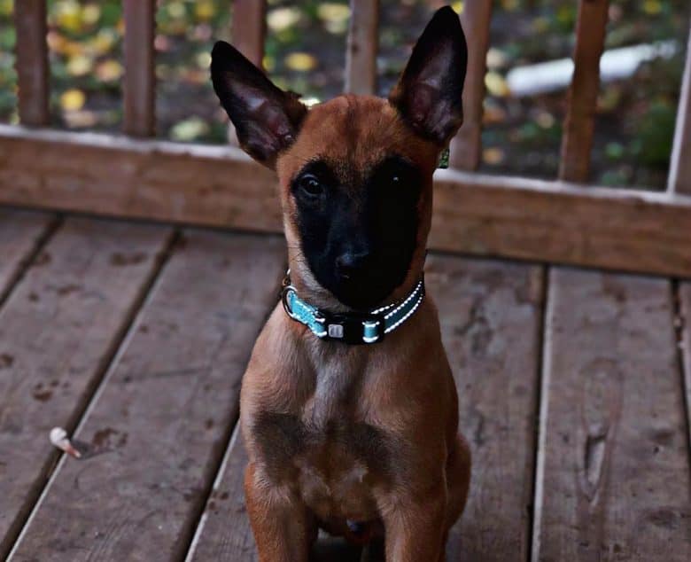 A mahogany Belgian Malinois dog