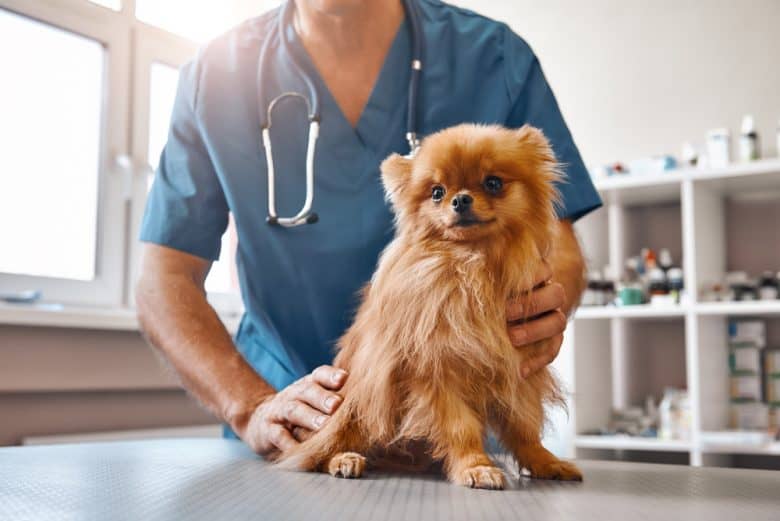 Male Vet holding the little dog