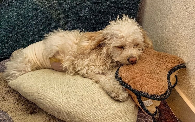 A Maltipoo dog sleeping after neutered