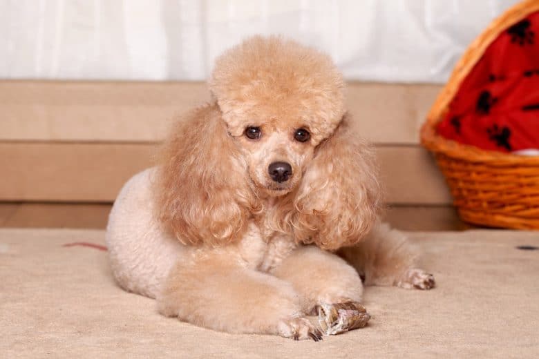 Miniature brown Poodle resting