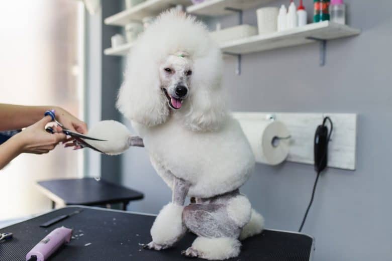 Miniature Poodle at grooming salon