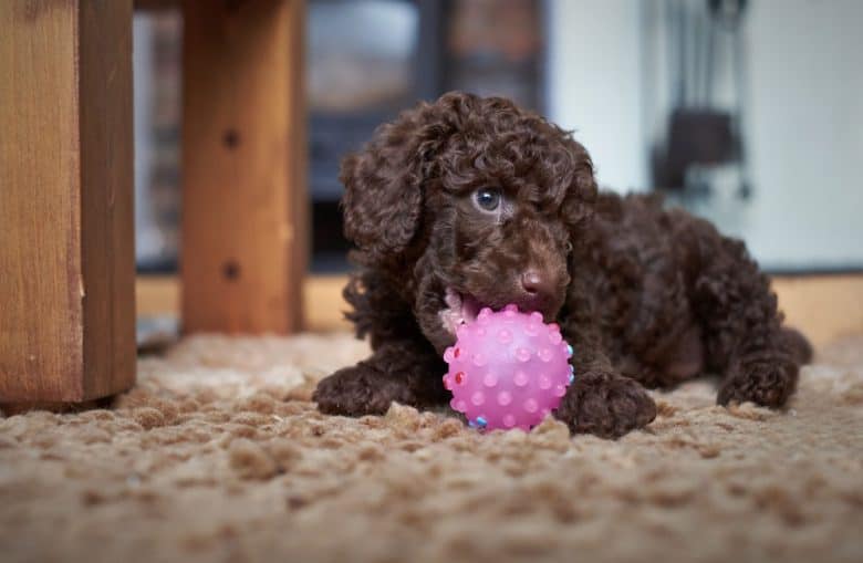 Miniature Poodle playing with a pink ball