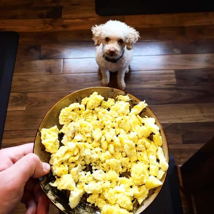 A Miniature Poodle looking at scrambled eggs
