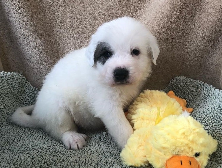 A one-month-old Great Pyrenees puppy with toy