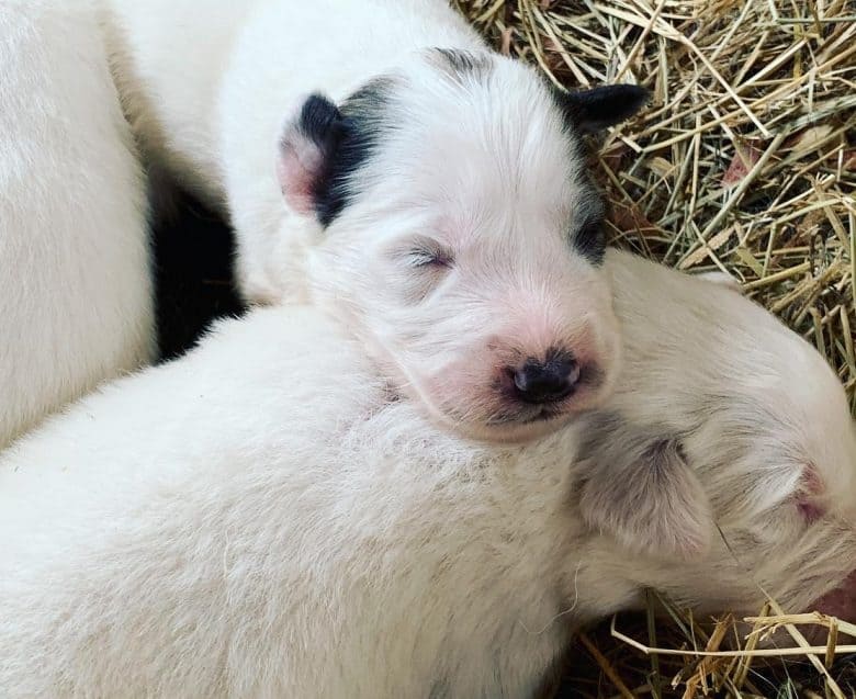 Two one-week-old Great Pyrenees puppies sleeping