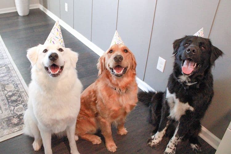 A Great Pyrenees with two other dogs