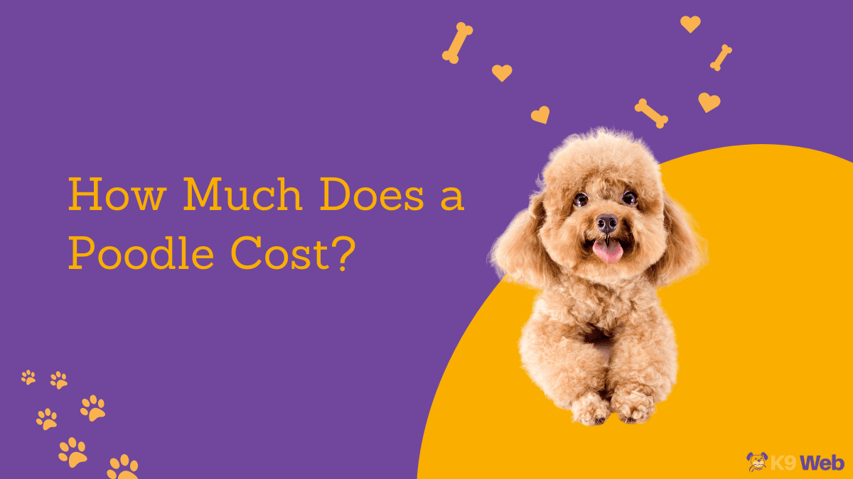 Poodle Price Guide