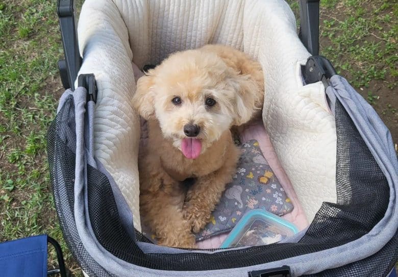 A Poodle puppy inside the stroller