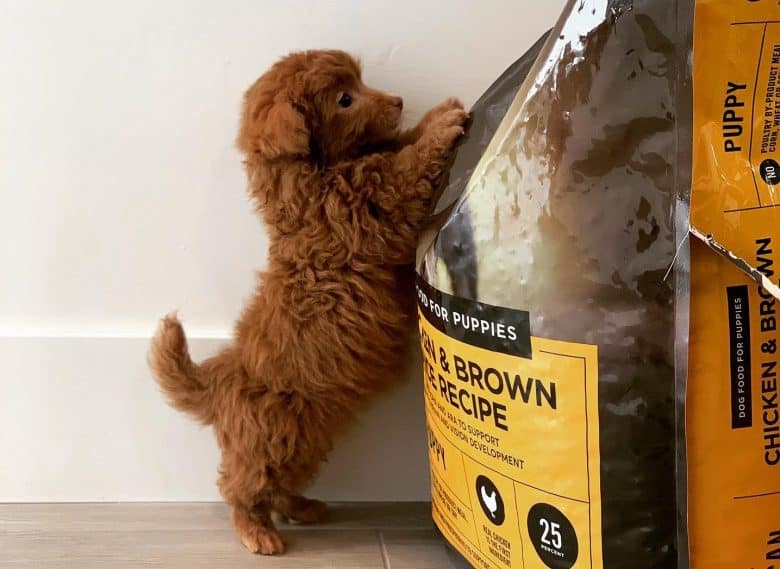 A Toy Goldendoodle puppy with American Journey dog food