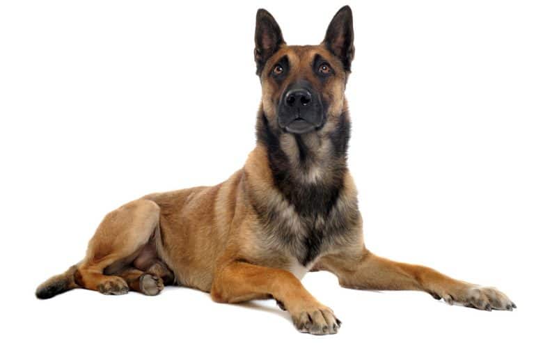 Purebred Belgian Malinois dog