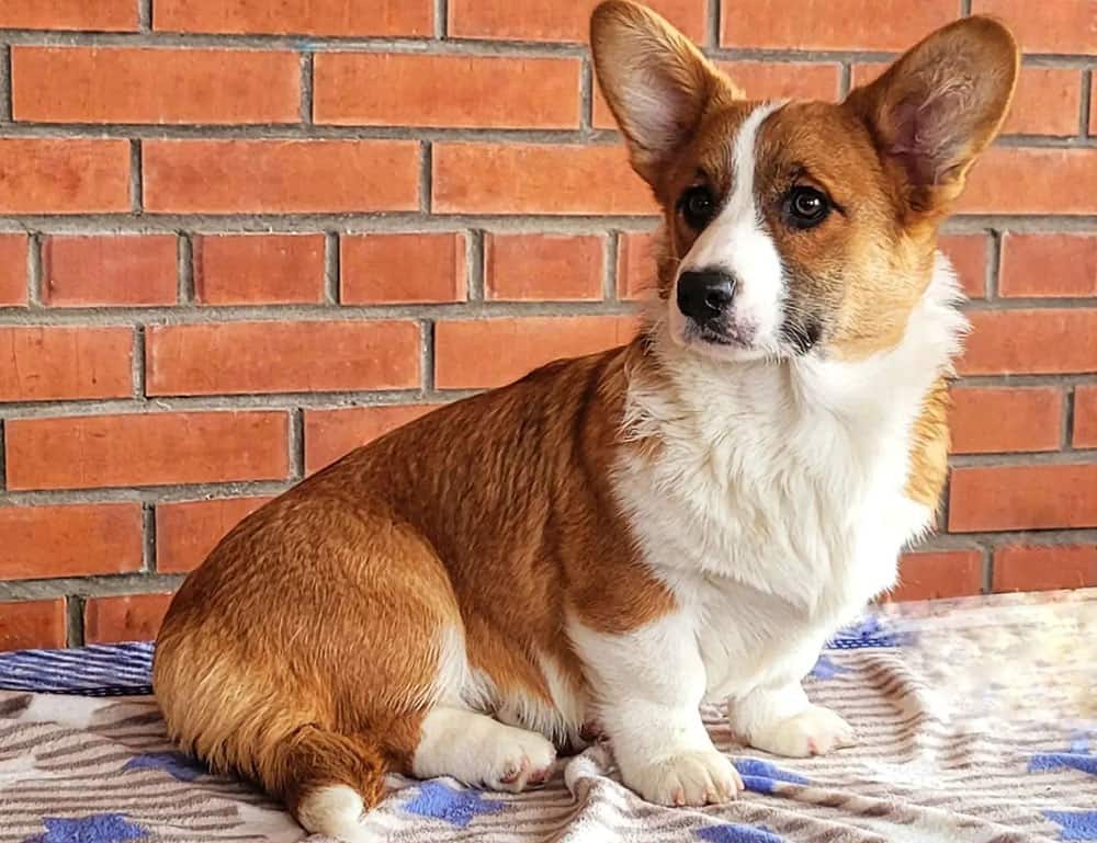 A red and white Cardigan Welsh Corgi