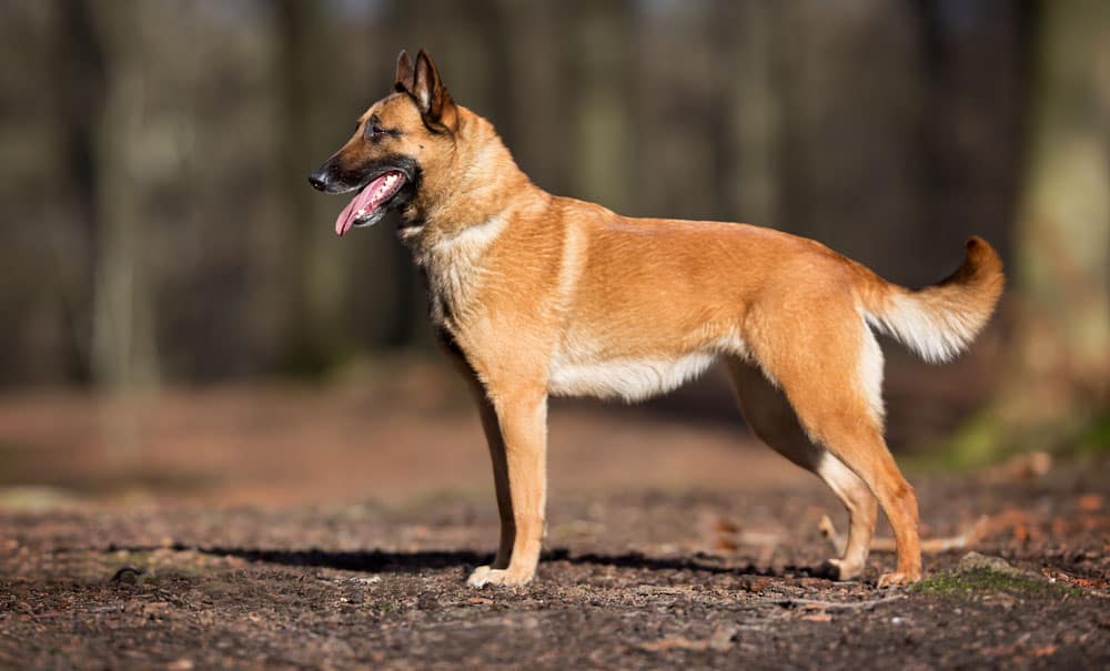 Red Belgian Malinois dog standing outdoors