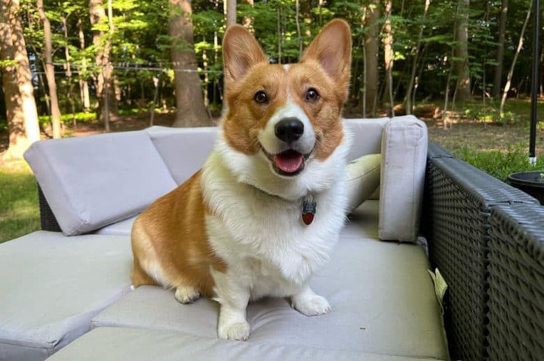 A red Corgi sitting in an outdoor lounge