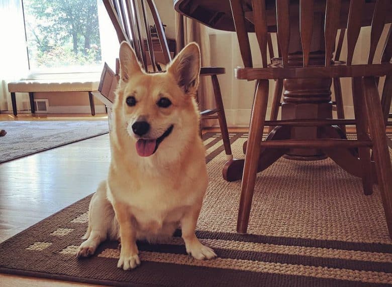 A red-headed tri-color Pembroke Welsh Corgi