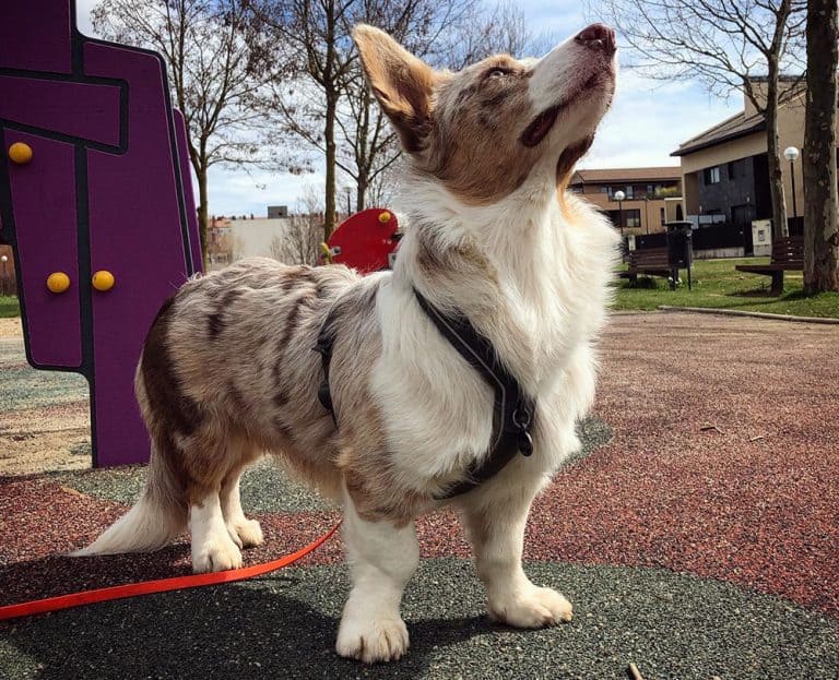 Colors The Standard & Rare Coat Colors K9 