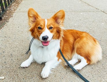 Corgi Colors: The Standard & Rare Corgi Coat Colors - K9 Web