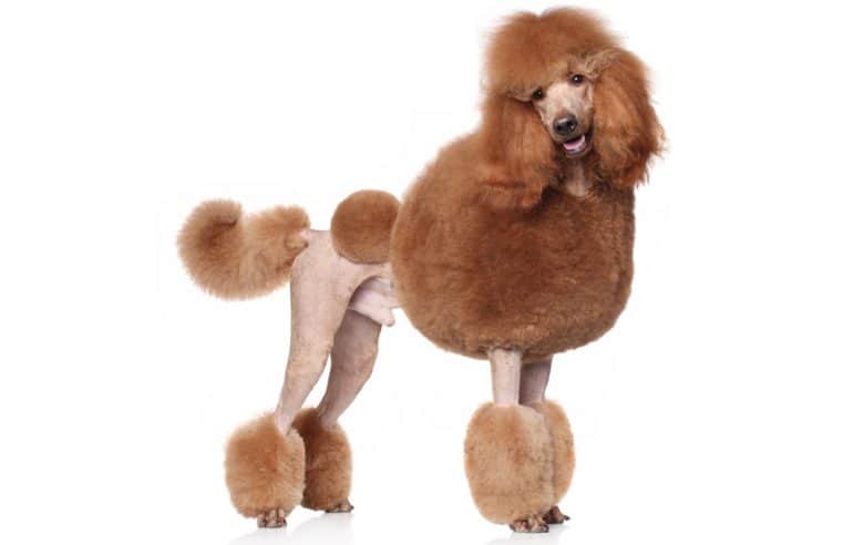 Red Standard Poodle with new haircut