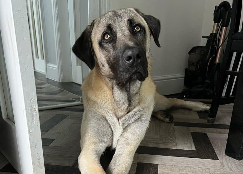 A Kangal dog lying down on the floor