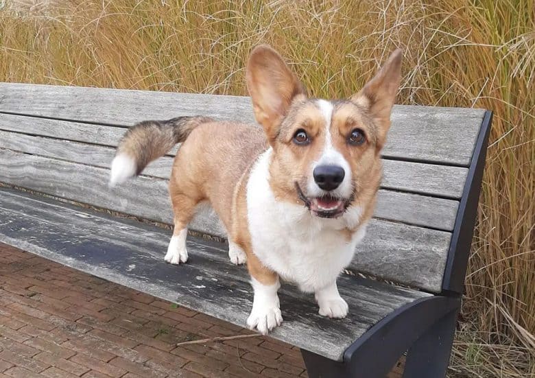 A sable and white Cardigan Welsh Corgi