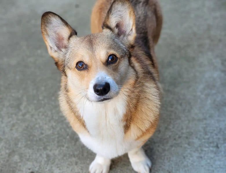 A sable Pembroke Welsh Corgi