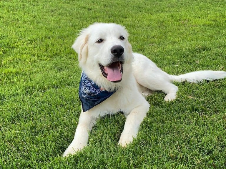Great Pyrenees Growth and Weight Chart (Male & Female) The Complete
