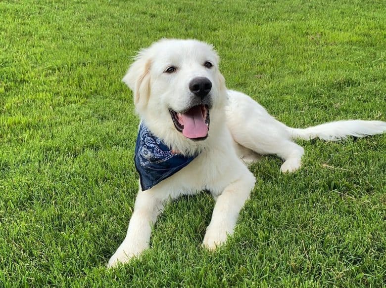 A six-month-old Great Pyrenees puppy lying down in the grass