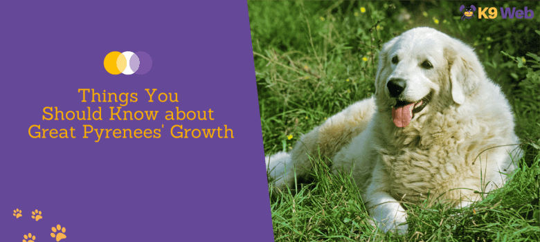 Things you should know about Great Pyrenees' growth